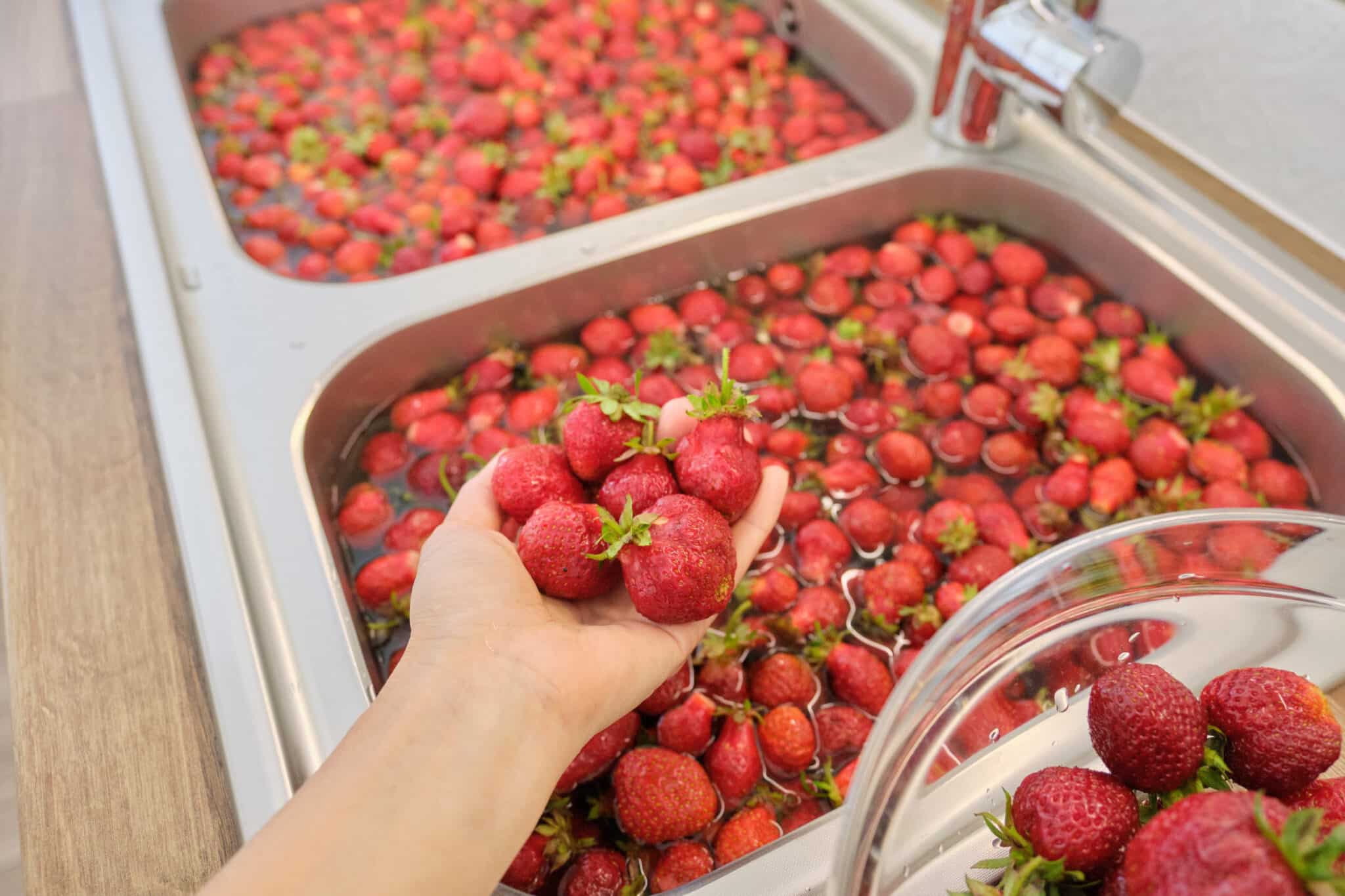 Read more about the article Dehydrator Fruit Roll-Ups Are Easy And Eco-Friendly